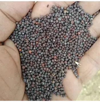 Fresh Black Mustard Seeds
